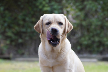 Labrador Hund schleckt Zunge