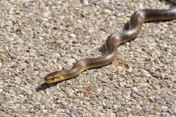 Aesculapian snake