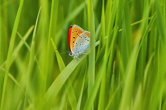 Scarce Copper (Lycaena virgaureae), Butterfly in the grass