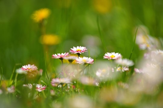 Daisy (Bellis), flowers in the meadow as background, spring