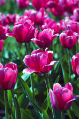 Obraz premium Spring background with tulips