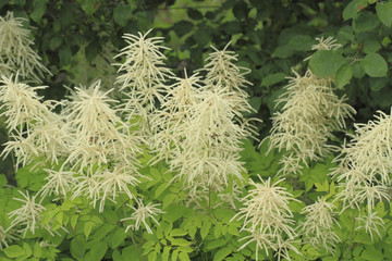 Blühender Spierstrauch (Spiraea)