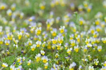 V&iacute;ola arv&eacute;nsis - violet field with tender flowers