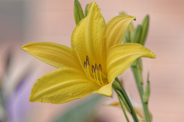 Lilium longiflorum (Easter lily)