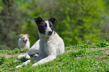 Portrait of adorable stray dog sitting under spring sun