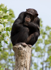 Schimpanse auf einem Baumstumpf