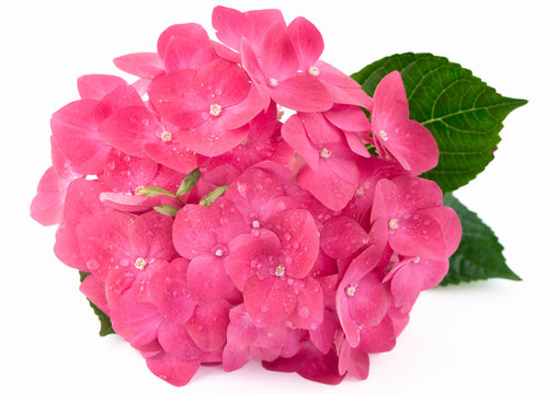 Hortensia hydrangea pink flower on white background