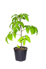 Tomato plant in a pot isolated