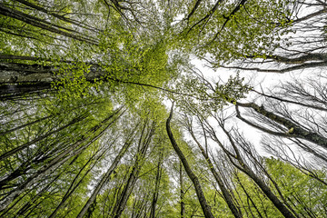 spring forest