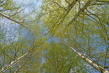 spring birch trees