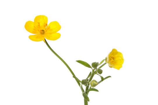 Buttercup