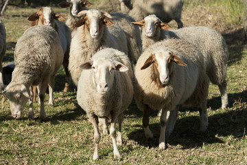 Obraz na płótnie Canvas sheep looking at camera