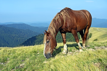 Horse on a background of mountain