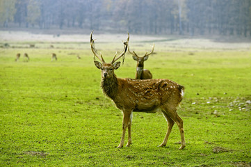 Spotted deer