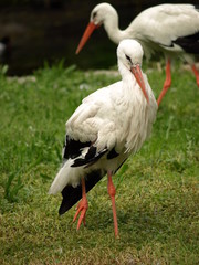 White Stork