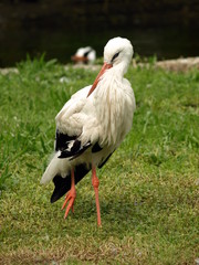 White Stork