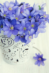hepatica nobilis flowers on wooden surface