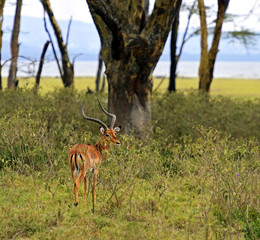Afrikanskfy Gazelle Impala
