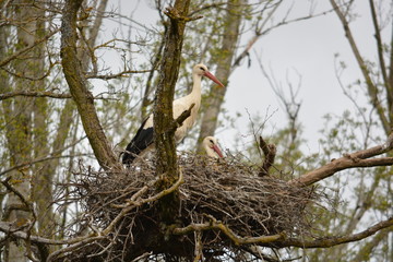 cigüeña y su cria en un nido de ramas en un arbol