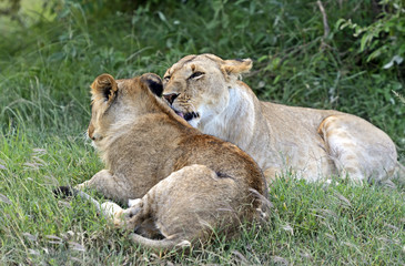 Fototapeta na wymiar Lions Masai Mara