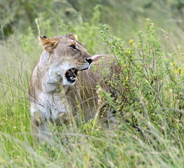 Lions Masai Mara
