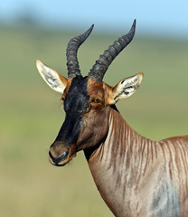 Topi antelope