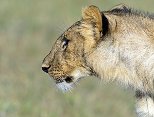 Lions Masai Mara