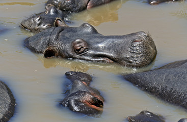 African hippo