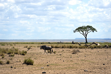 Wildebeest