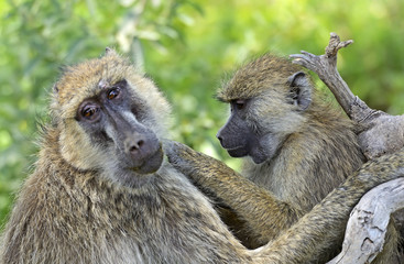 Baboons