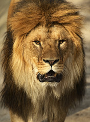 Obraz premium Lion in a shroud