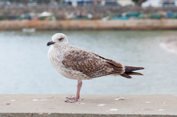 Seagull perched on port