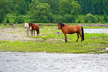 Obraz premium Horse on a background of mountain
