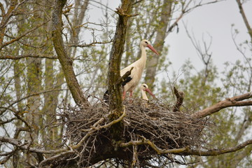 cig&uuml;e&ntilde;a y mochuelo en un nido de ramas en un arbol