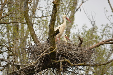 cria de cig&uuml;e&ntilde;a en nido de ramas
