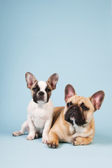 French bulldogs laying on blue background