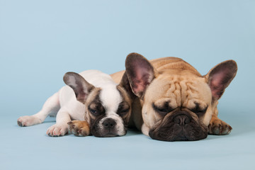 French bulldogs laying on blue background