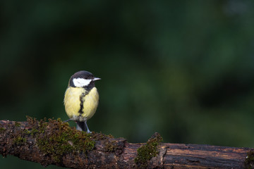 Obraz premium Great tit on tree