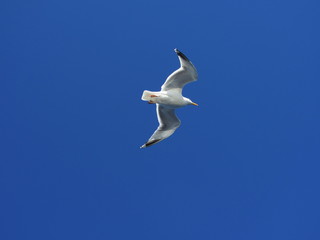 Möwe