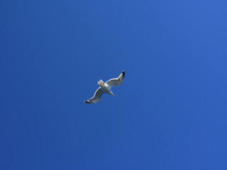 Möwe