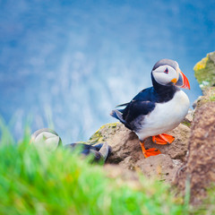 Atlantic Puffin on Latrabjarg Cape, Vestfirdir, Iceland.