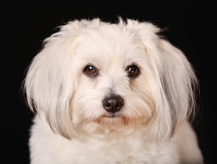 Coton de Tulear dog