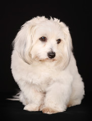 Coton de Tulear dog