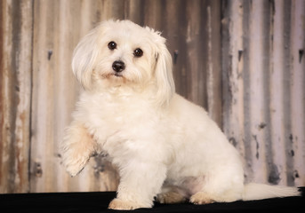 Coton de Tulear dog