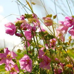 Sommerwiese - Malve