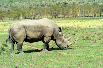 Obraz premium Rhino