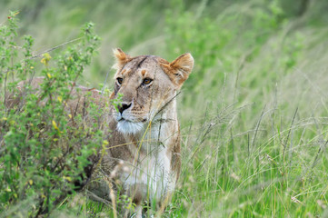 Lion