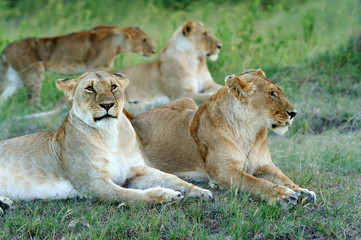 Lion