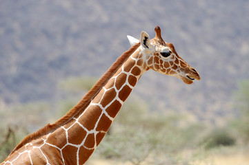 Fototapeta premium Giraffe