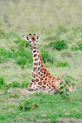 Giraffe